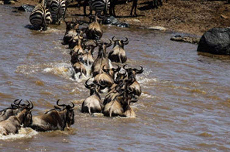 The Great Wildebeest Migration is one of the Seven New Wonders of the World
