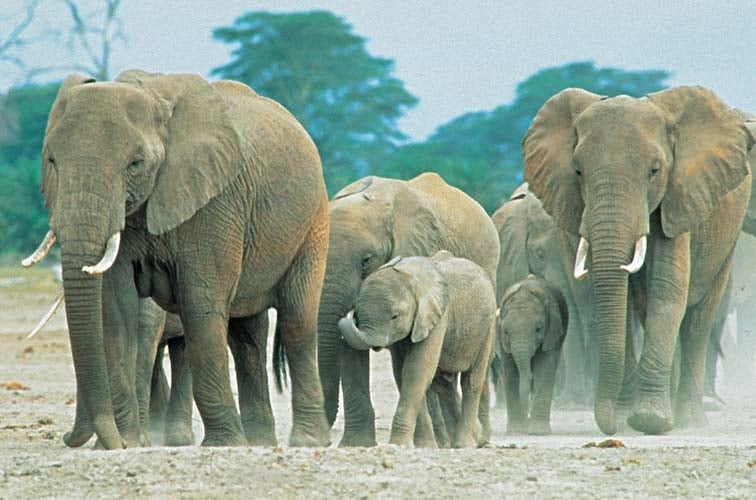 Ivory Belongs to Elephants Only 