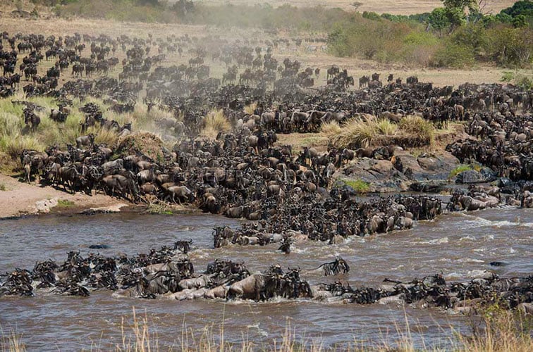 Wildebesst crossing the Mara-latest.jpg