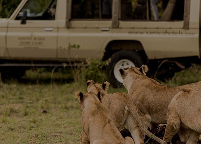 Experience Safari in Masai Mara Game Reserve