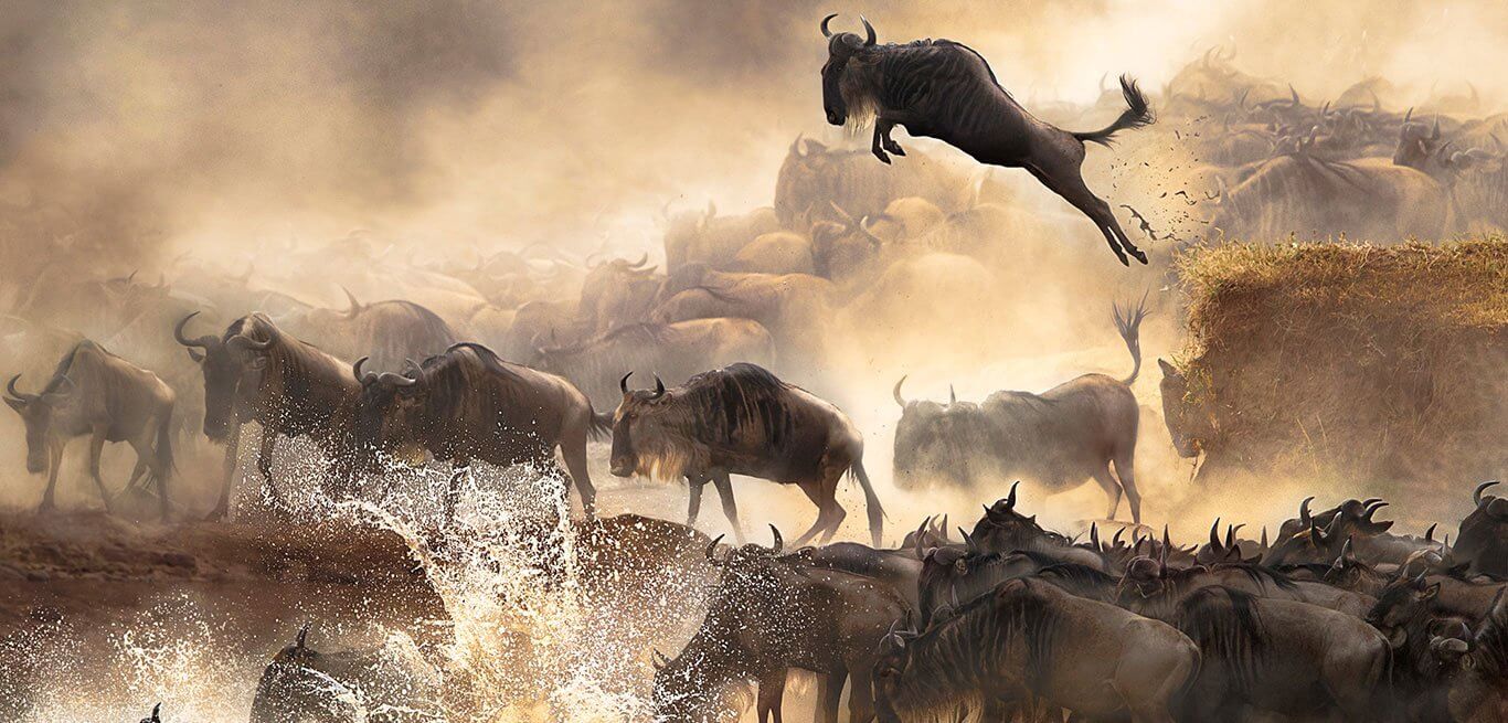 Wildebeest migration in Masai Mara