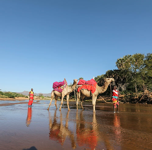Camel Safaris