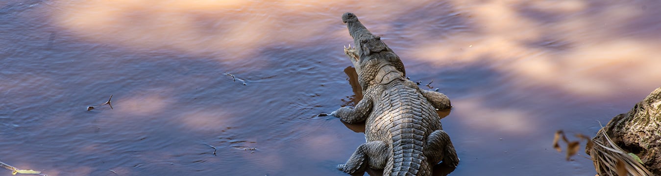 Crocodile Feeding / Watching