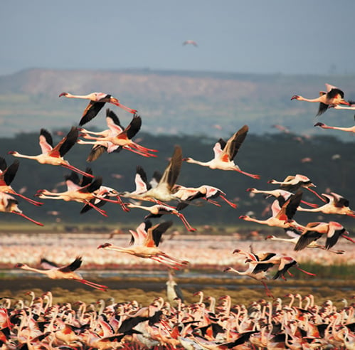 Flamingoes at Lake Nakuru